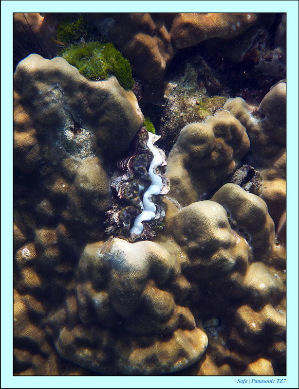 2011 - 03 - Koh Rok 14
